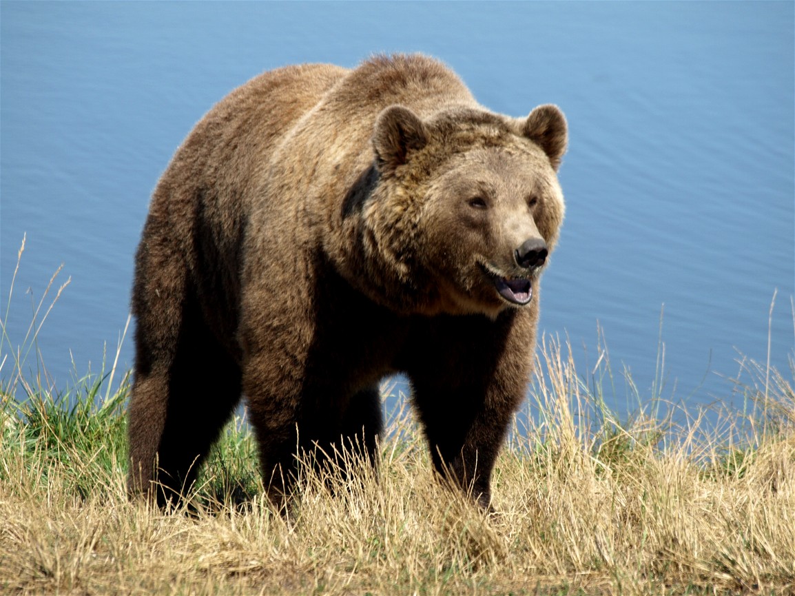 Бурый медведь тело. Апеннинский бурый медведь. Гризли североамериканский бурый медведь. Бурый медведь Южного Урала. Бурый медведь в полный рост.